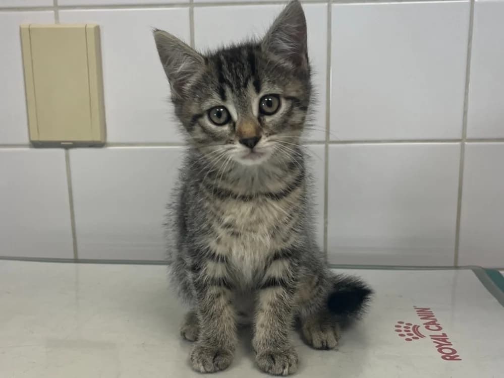 Biscotte, female mixed breed for adoption at SPA Beaurepaire-en-Bresse, Beaurepaire