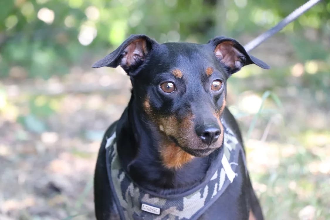 TWIST DIT GOLIATH, male 3yo mixed breed for adoption at SPA Beaurepaire-en-Bresse, Beaurepaire