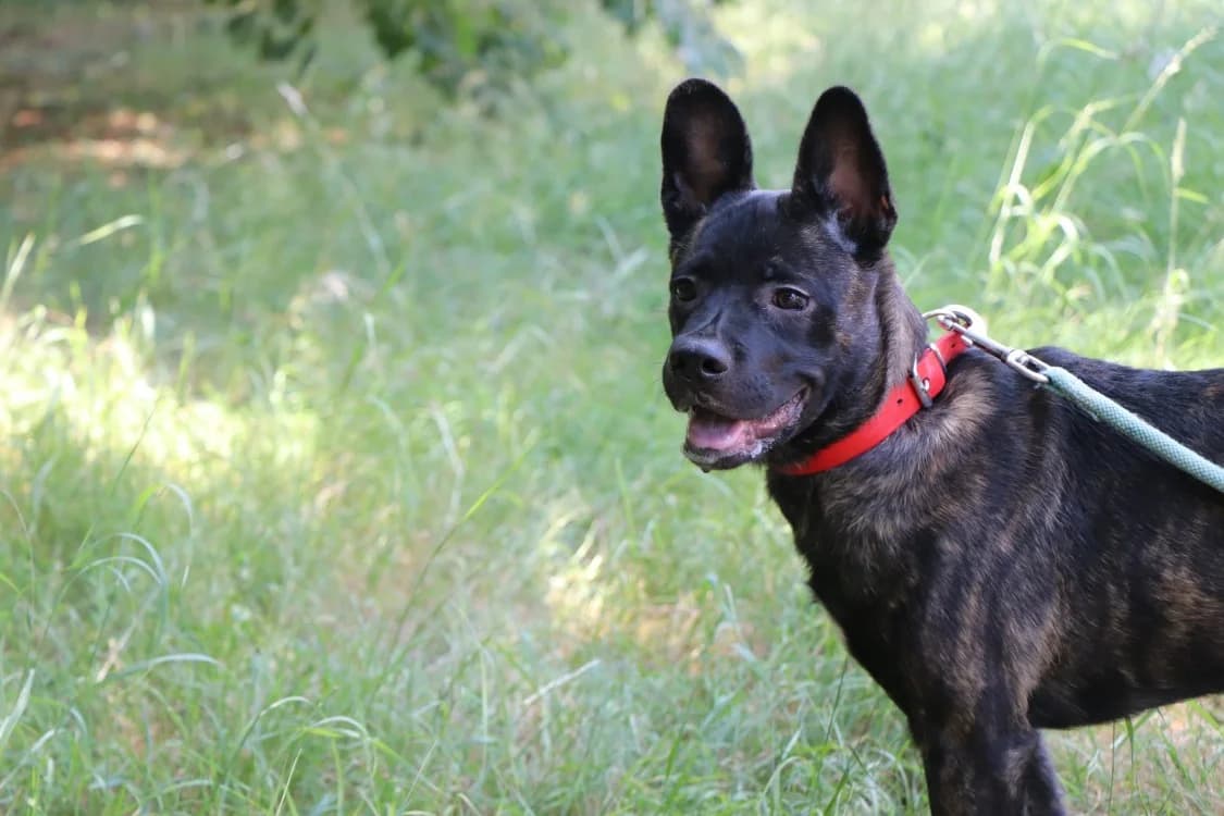 Rock, male puppy French Bulldog for adoption at SPA Beaurepaire-en-Bresse, Beaurepaire