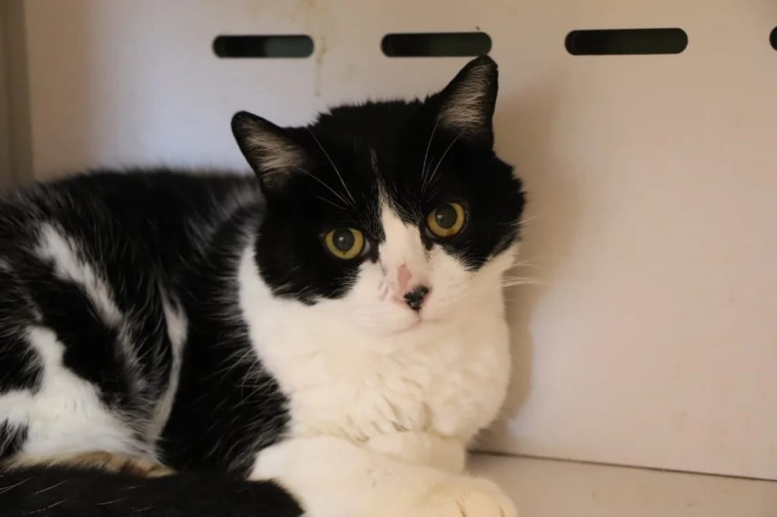 BEBE, male senior Mixed Breed for adoption at SPA Beaurepaire-en-Bresse, Beaurepaire