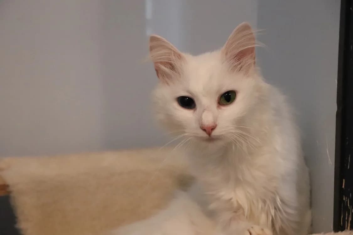 MARIE, female Mixed Breed for adoption at SPA Beaurepaire-en-Bresse, Beaurepaire