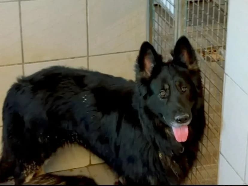 TYO, male 3yo German Shepherd for adoption at SPA Beaurepaire-en-Bresse, Beaurepaire