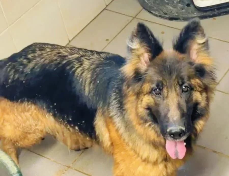 SALLY, female 5yo German Shepherd for adoption at SPA Beaurepaire-en-Bresse, Beaurepaire