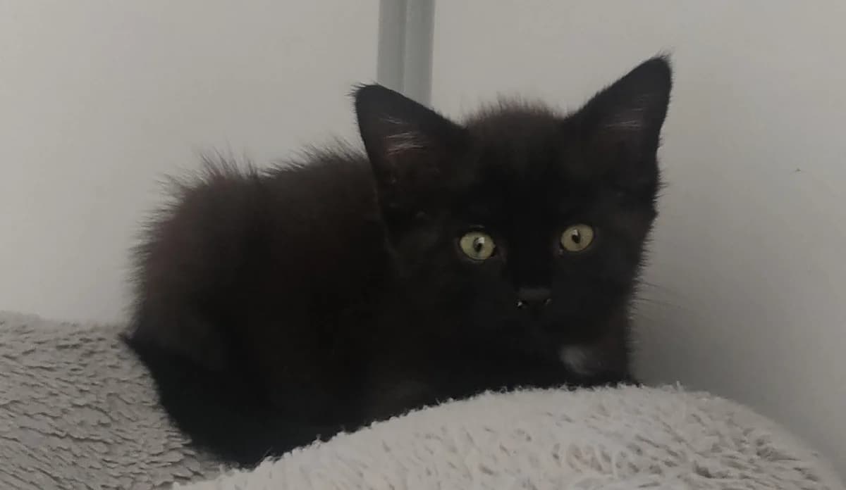 Bulle (réservée), female Mixed Breed for adoption at SPA Beaurepaire-en-Bresse, Beaurepaire
