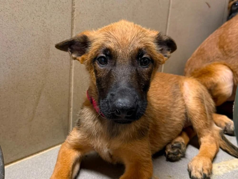 Rogue, male Belgian Malinois for adoption at SPA Beaurepaire-en-Bresse, Beaurepaire