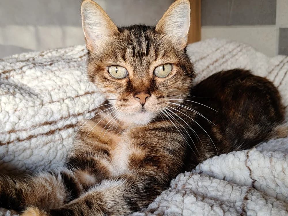 Fibi, female 3yo Mixed Breed for adoption at SPA Beaurepaire-en-Bresse, Beaurepaire
