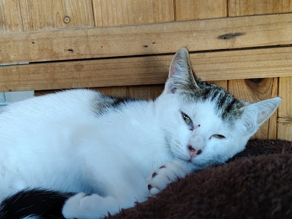 POMPONETTE, female Mixed Breed for adoption at SPA Beaurepaire-en-Bresse, Beaurepaire