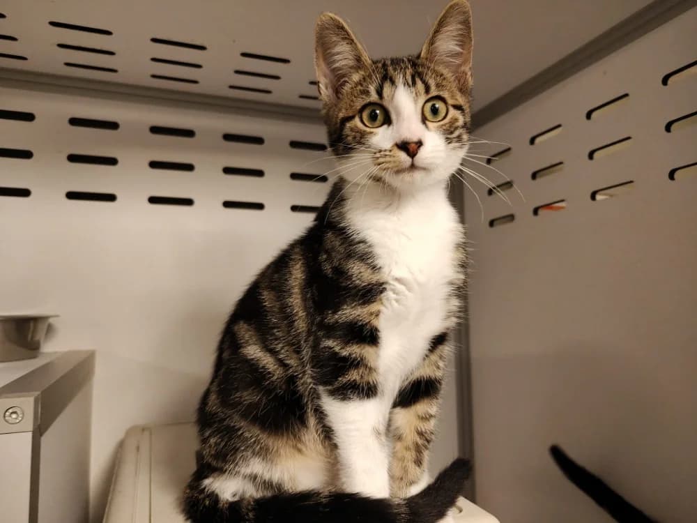 SAKE, male Mixed Breed for adoption at SPA Beaurepaire-en-Bresse, Beaurepaire