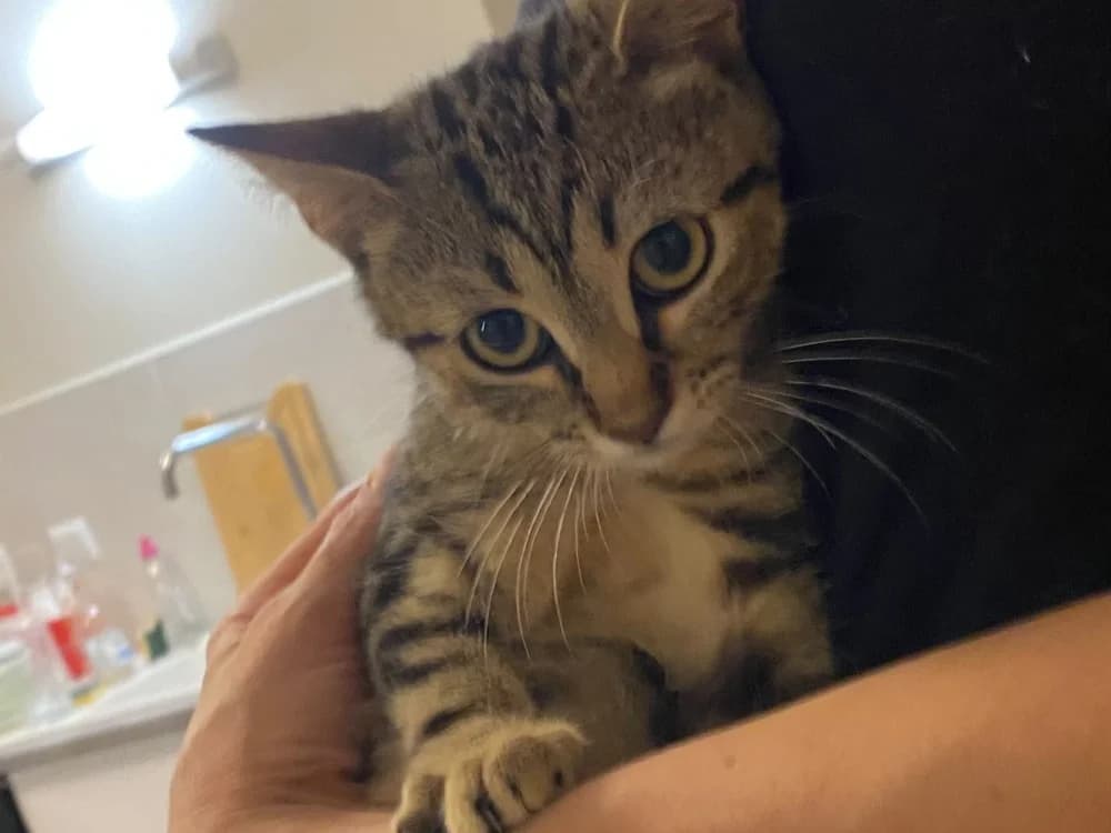 Pom-Pom, female Mixed Breed for adoption at SPA Beaurepaire-en-Bresse, Beaurepaire