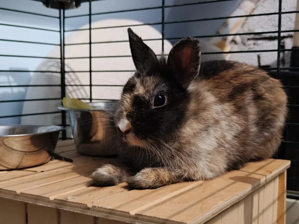 CIBOULETTE, female Mixed Breed for adoption at SPA Beaurepaire-en-Bresse, Beaurepaire