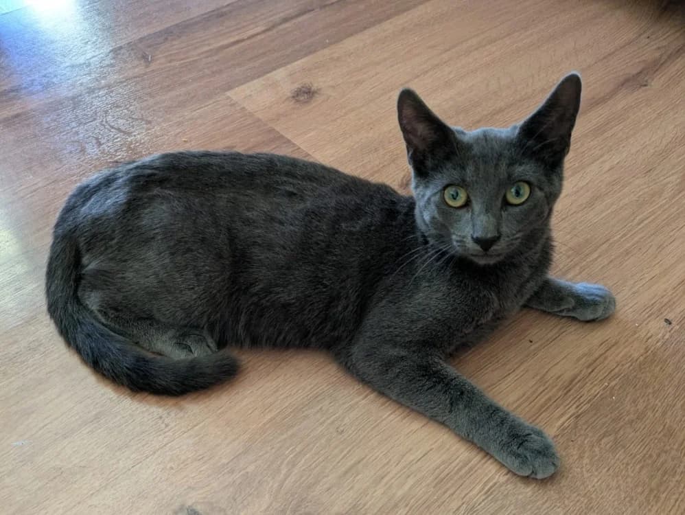 Bluey, male Mixed Breed for adoption at SPA Beaurepaire-en-Bresse, Beaurepaire