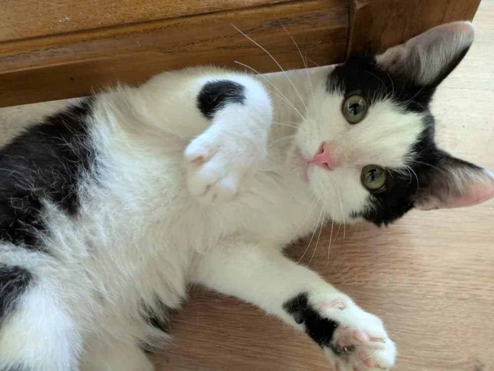 Fripon, male mixed breed for adoption at SPA Beaurepaire-en-Bresse, Beaurepaire