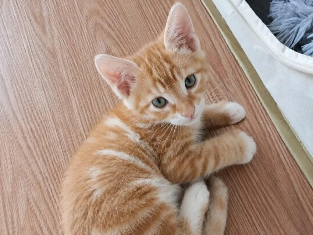 CHARLIE, male Mixed Breed for adoption at SPA Beaurepaire-en-Bresse, Beaurepaire