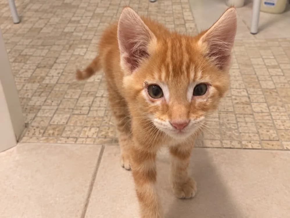 Moka, male mixed breed for adoption at SPA Beaurepaire-en-Bresse, Beaurepaire