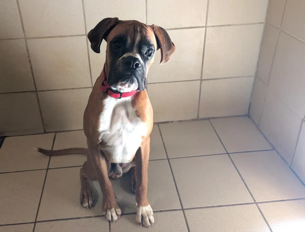 Aaron, male young mixed breed for adoption at SPA Beaurepaire-en-Bresse, Beaurepaire