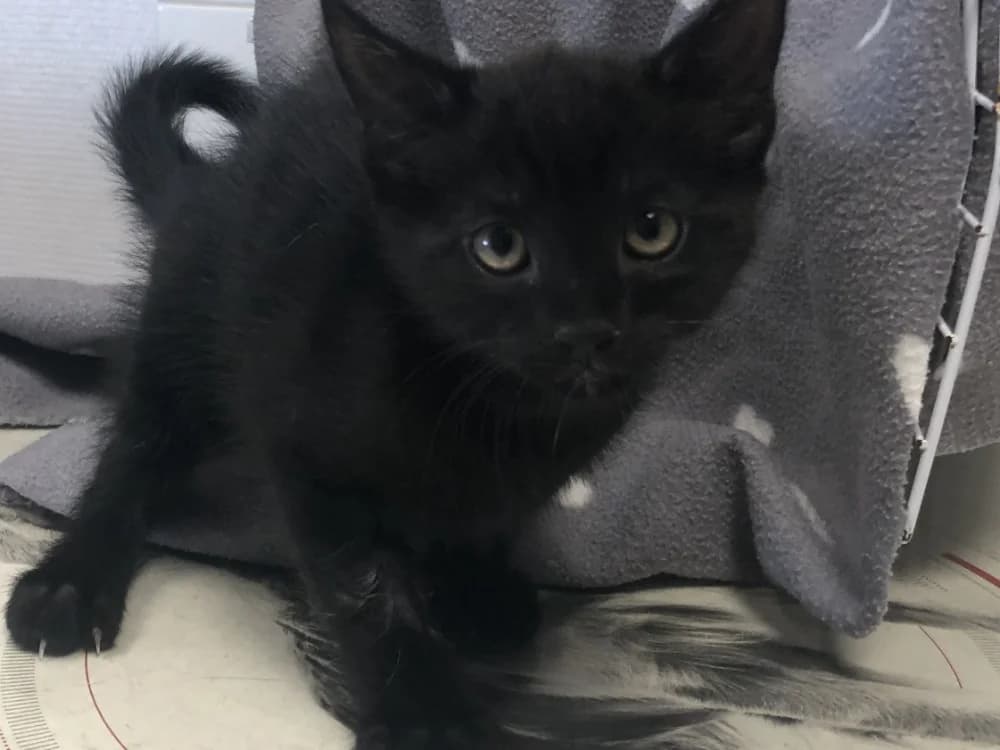 COMETE, male Mixed Breed for adoption at SPA Beaurepaire-en-Bresse, Beaurepaire