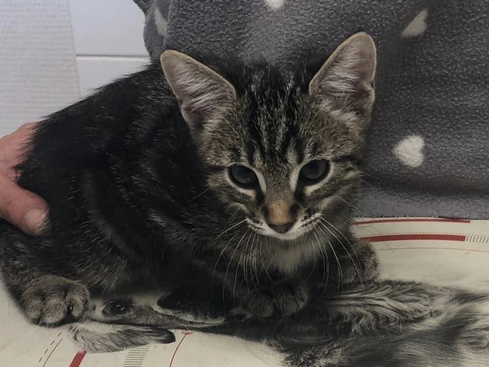 SOLIS, female Mixed Breed for adoption at SPA Beaurepaire-en-Bresse, Beaurepaire