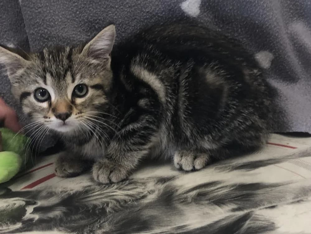 ZENITH, male Mixed Breed for adoption at SPA Beaurepaire-en-Bresse, Beaurepaire