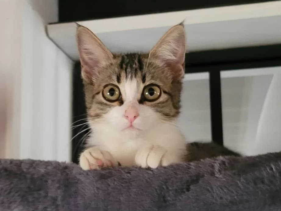 Syra, female Mixed Breed for adoption at SPA Beaurepaire-en-Bresse, Beaurepaire