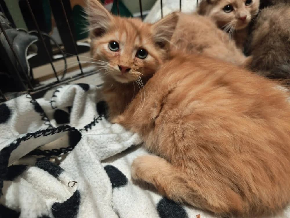 KAIRO, male Mixed Breed for adoption at SPA Beaurepaire-en-Bresse, Beaurepaire