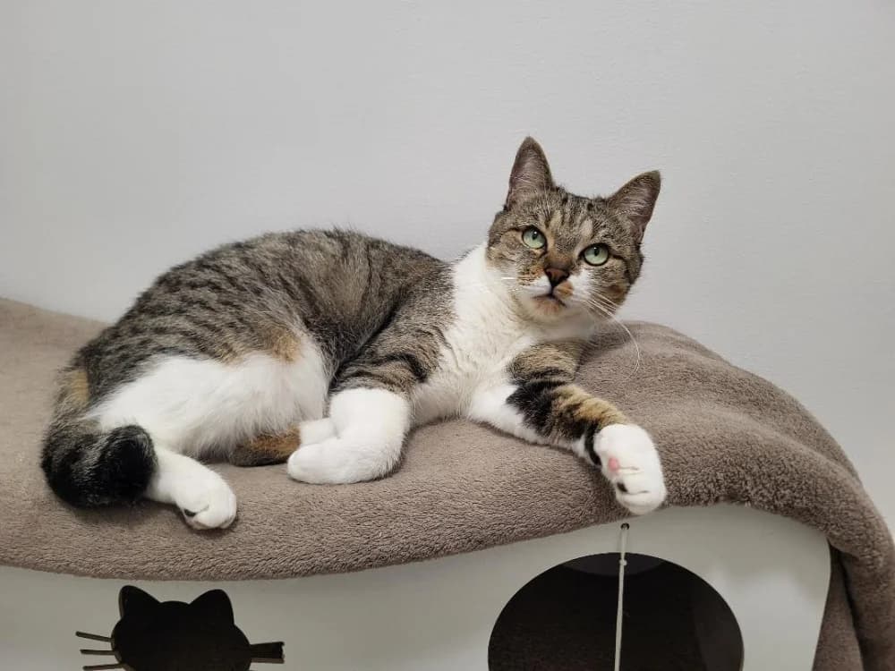 Câline, female 5yo mixed breed for adoption at SPA Beaurepaire-en-Bresse, Beaurepaire
