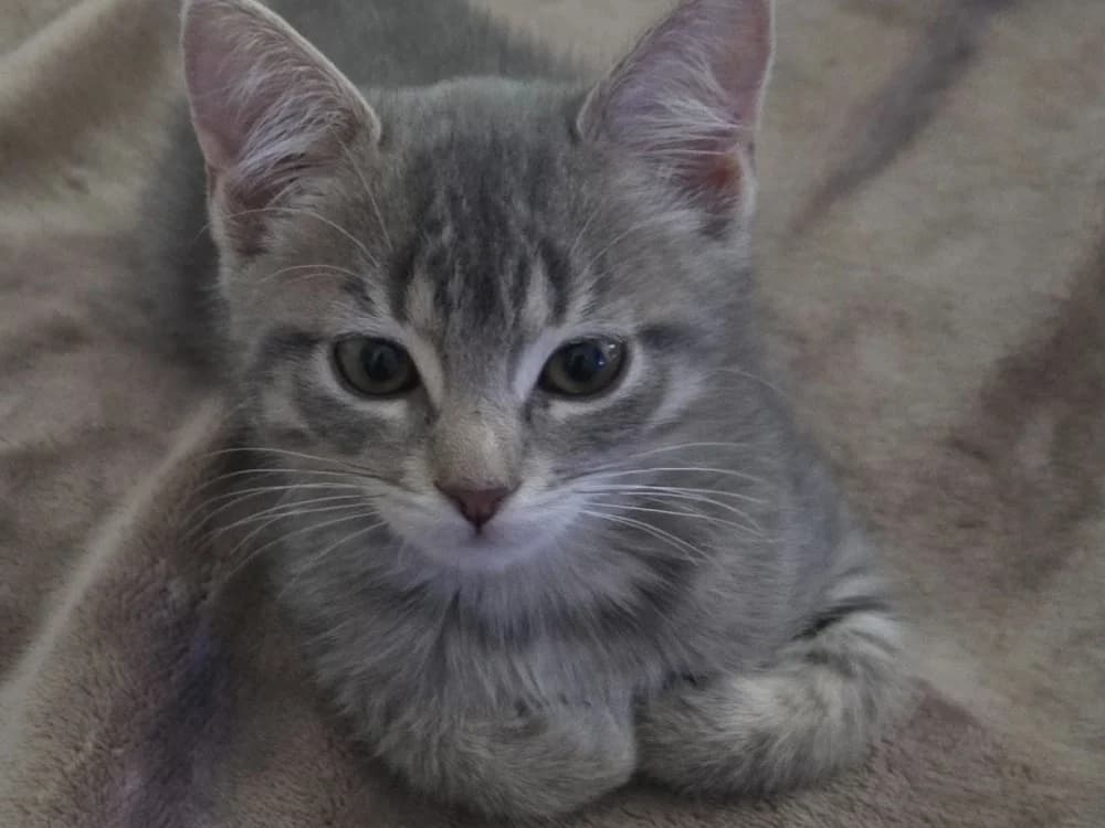 SAKURA, female Mixed Breed for adoption at SPA Beaurepaire-en-Bresse, Beaurepaire