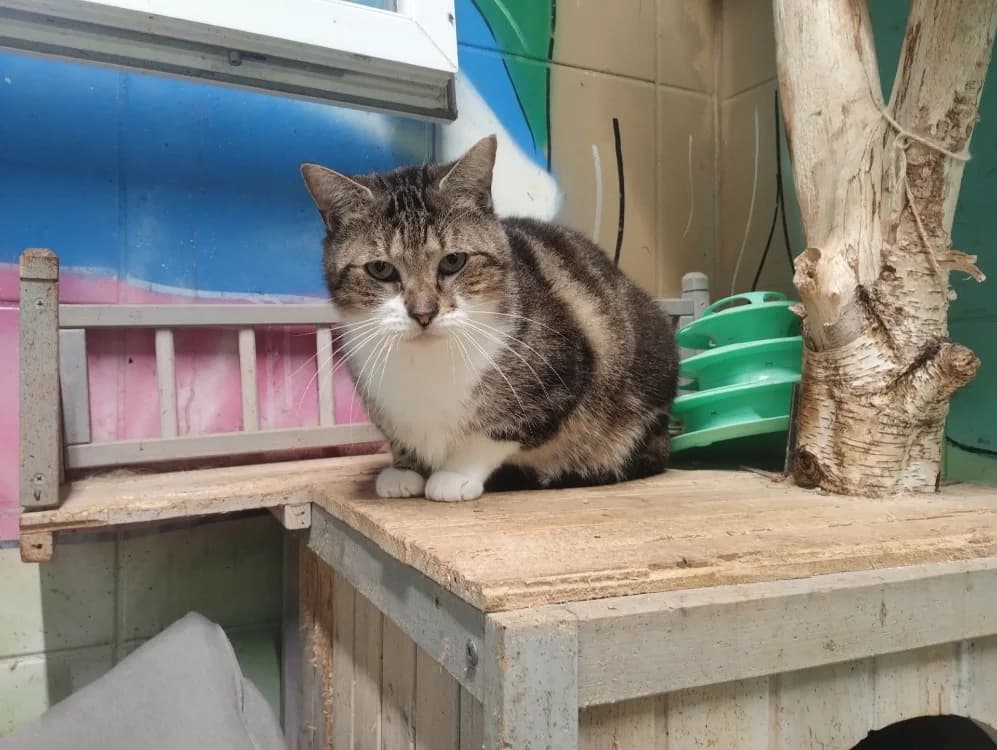 Raven, male senior Mixed Breed for adoption at SPA Beaurepaire-en-Bresse, Beaurepaire