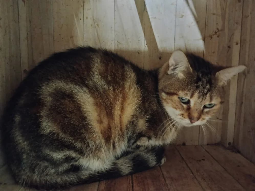 POUF, male senior Mixed Breed for adoption at SPA Beaurepaire-en-Bresse, Beaurepaire