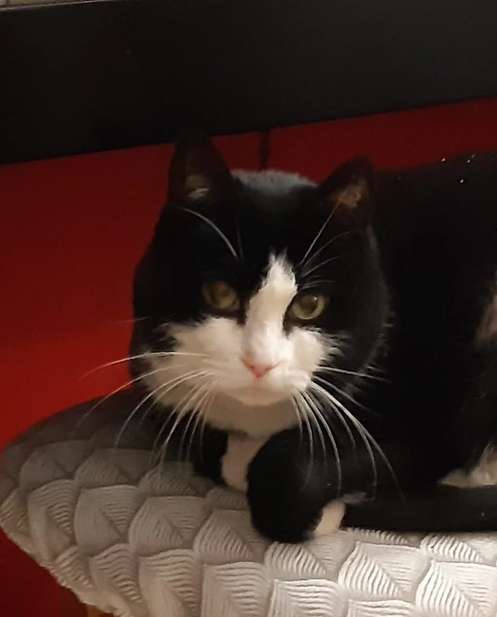 Manouche, female senior Mixed Breed for adoption at SPA de Besançon
