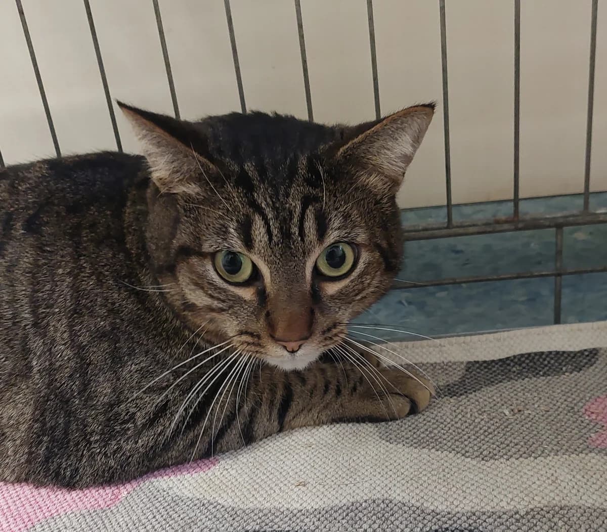 Titou, male 4yo Mixed Breed for adoption at SPA de Besançon