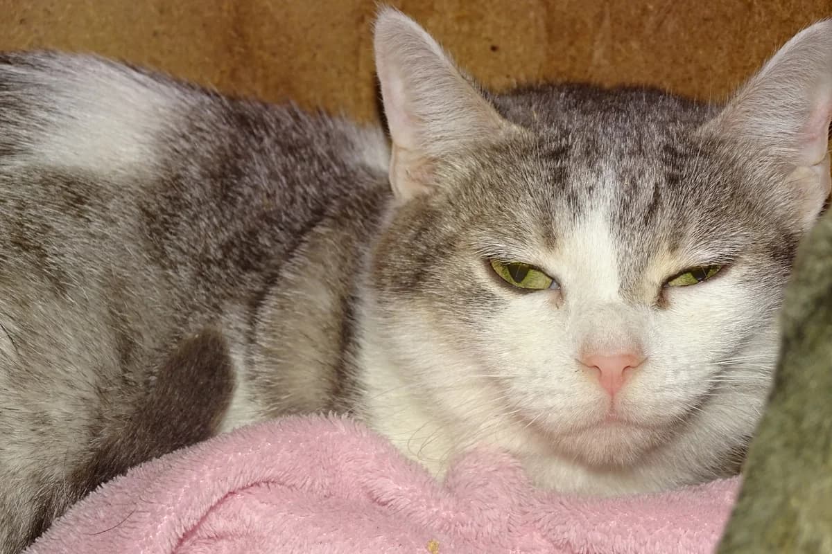 Beryl, female mixed breed for adoption at SPA de Besançon