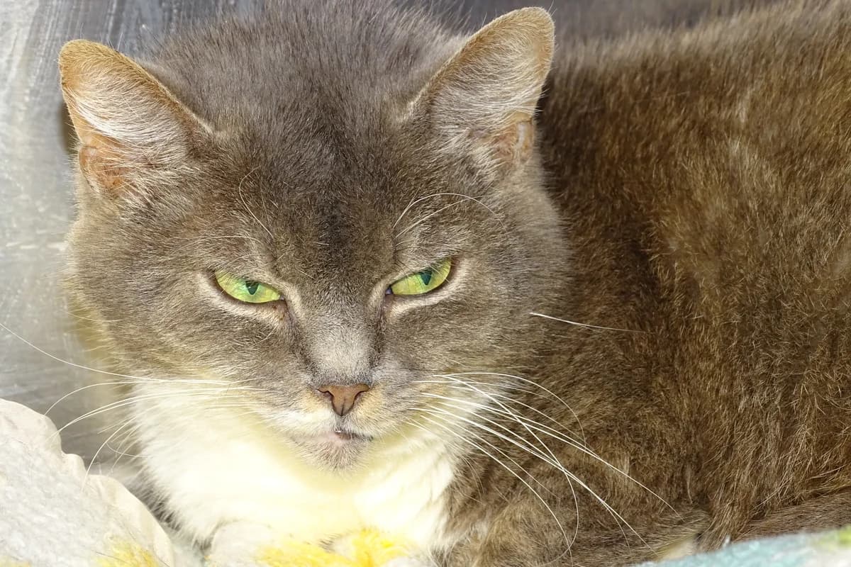 Quartz, female 7yo Mixed Breed for adoption at SPA de Besançon