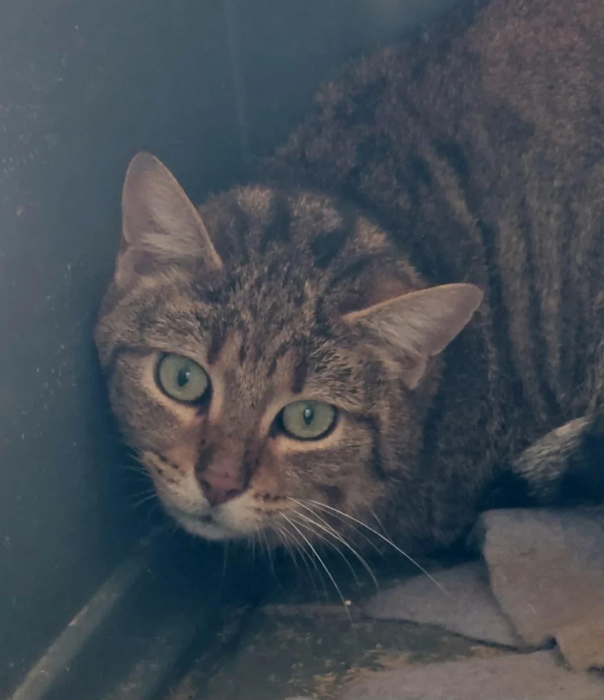 Coccinelle, female 3yo Mixed Breed for adoption at SPA de Besançon
