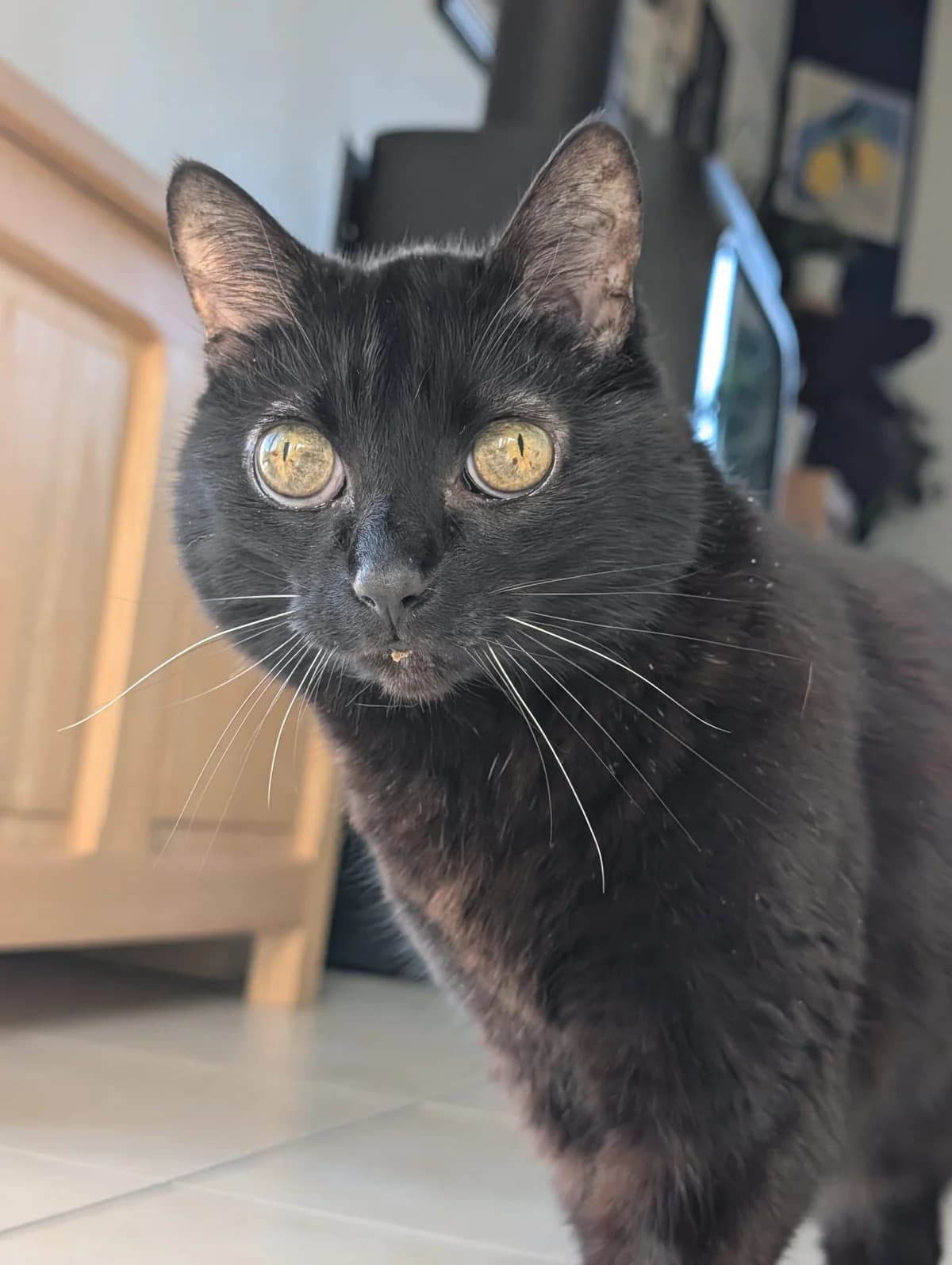 Minette, female senior Mixed Breed for adoption at SPA de Besançon