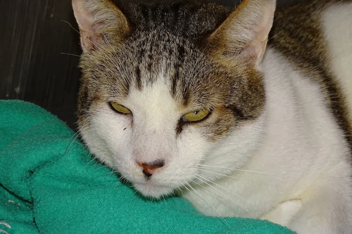 Beau Chat, male 7yo Mixed Breed for adoption at SPA de Besançon