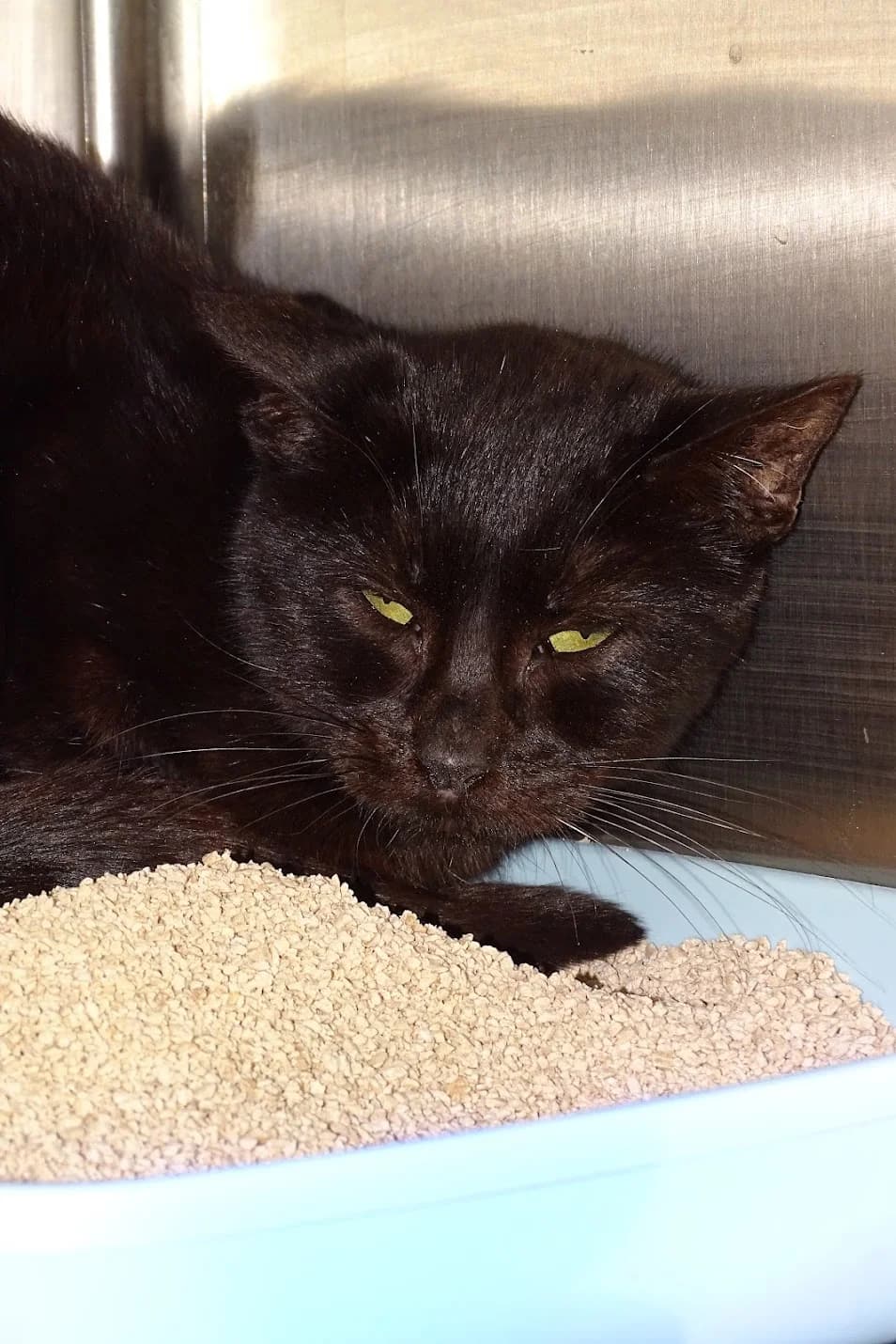 Crevette, female senior Mixed Breed for adoption at SPA de Besançon