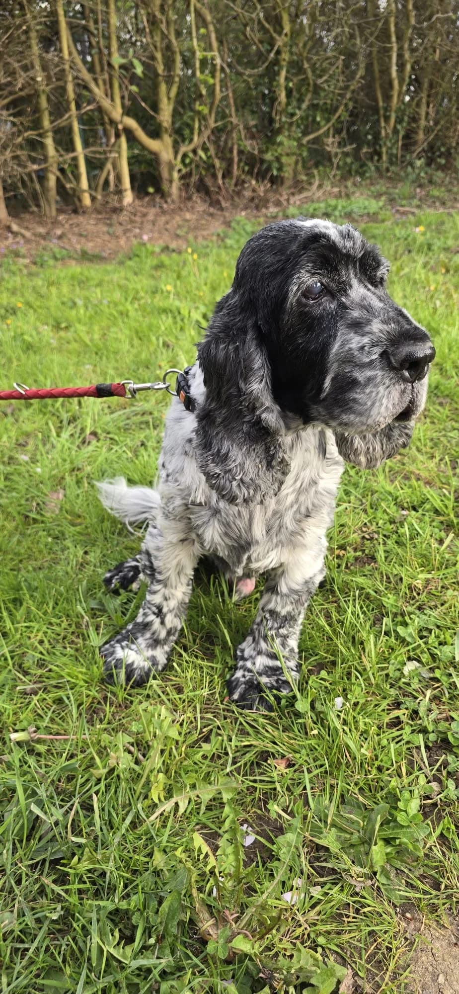 Jimmy, male senior Cocker Spaniel for adoption at SPA de Besançon