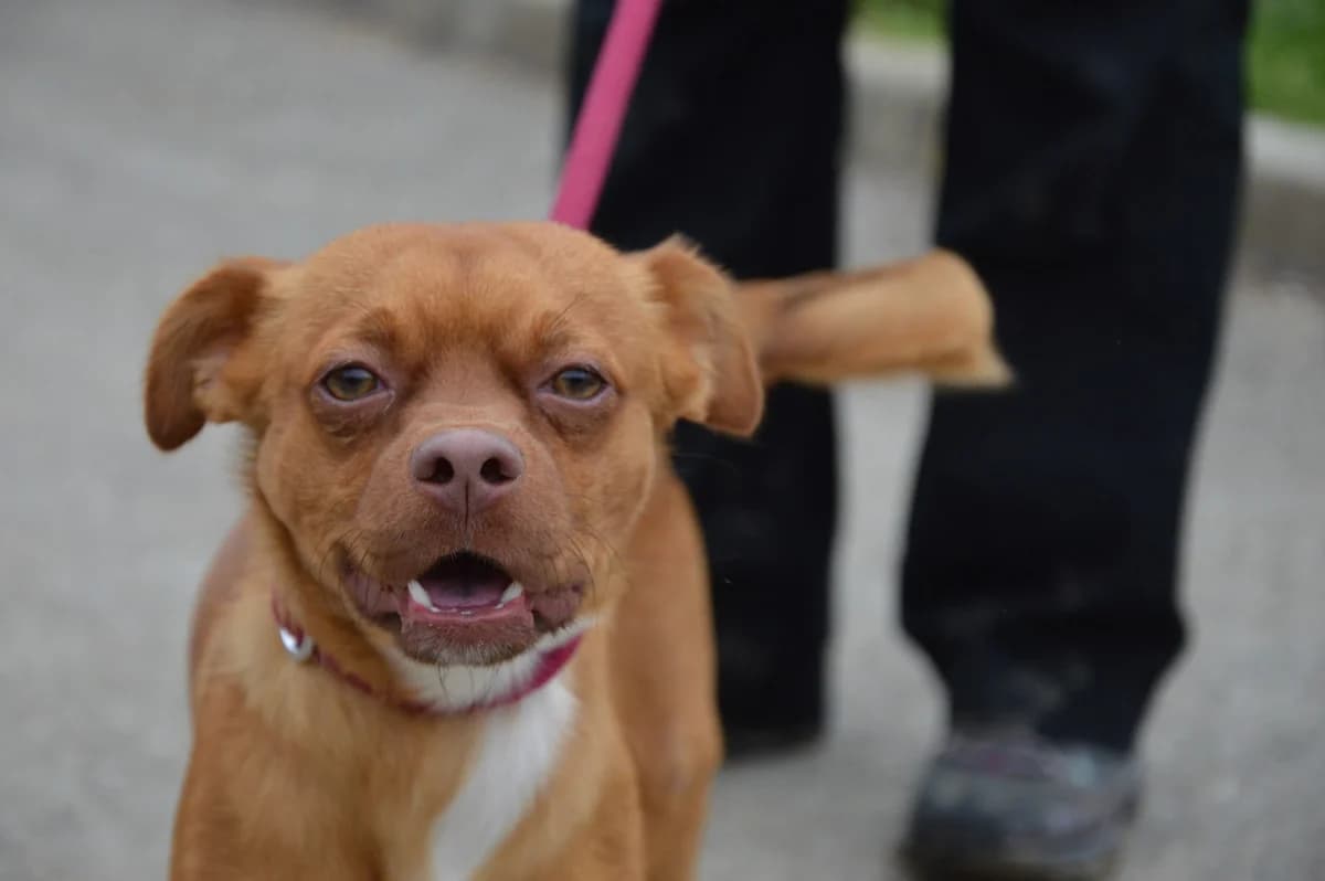 Simba, male young mixed breed for adoption at SPA de Besançon