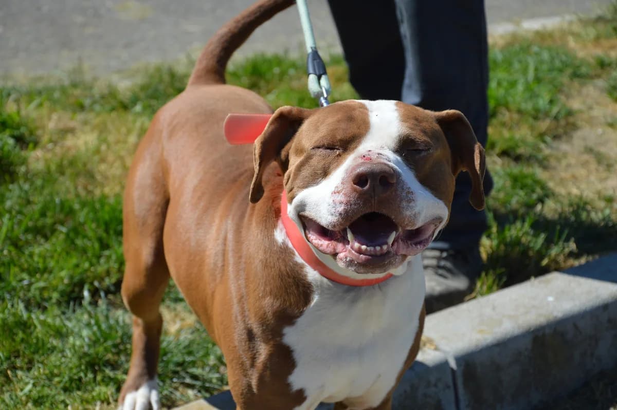 Tooki, male 6yo mixed breed for adoption at SPA de Besançon