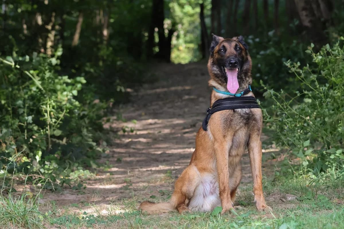 Prince, male 7yo Belgian Malinois for adoption at SPA de Besançon