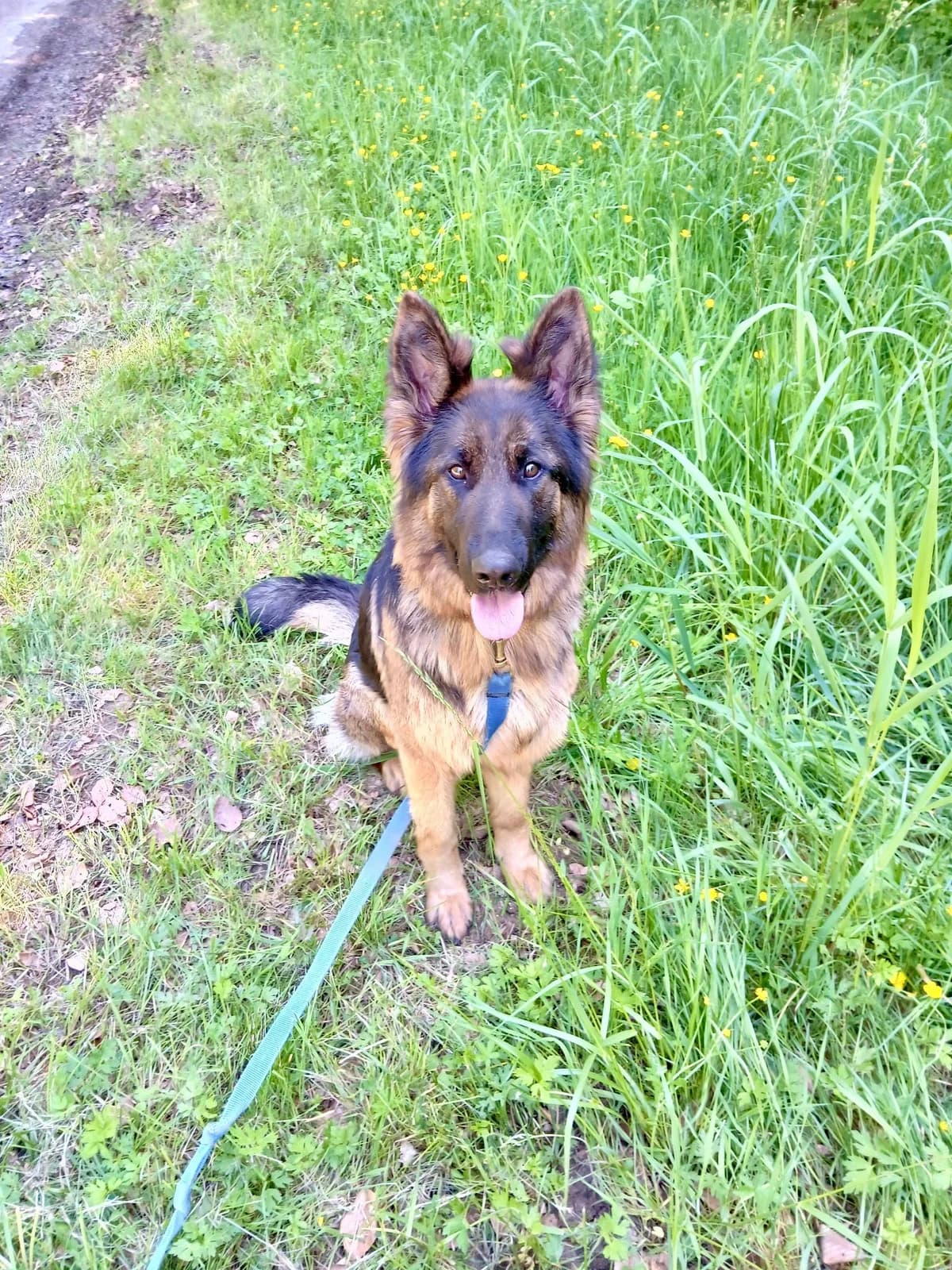 Vayana, female young German Shepherd for adoption at SPA de Besançon