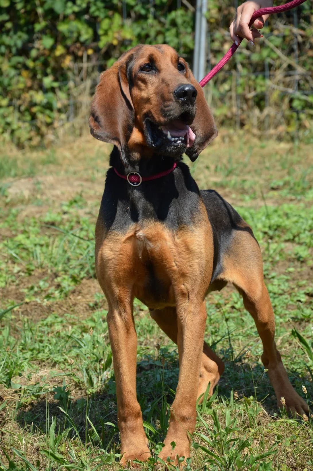 Rex, male 6yo mixed breed for adoption at SPA de Besançon