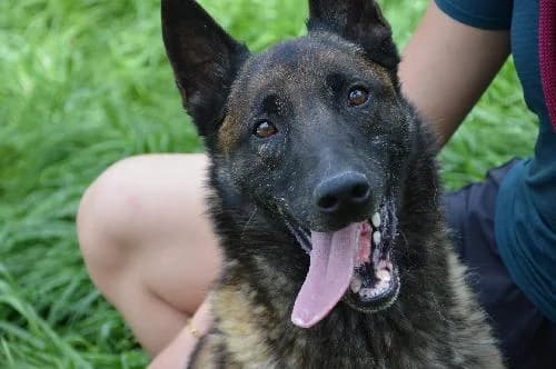 Kovu, male 6yo Belgian Malinois for adoption at SPA de Besançon