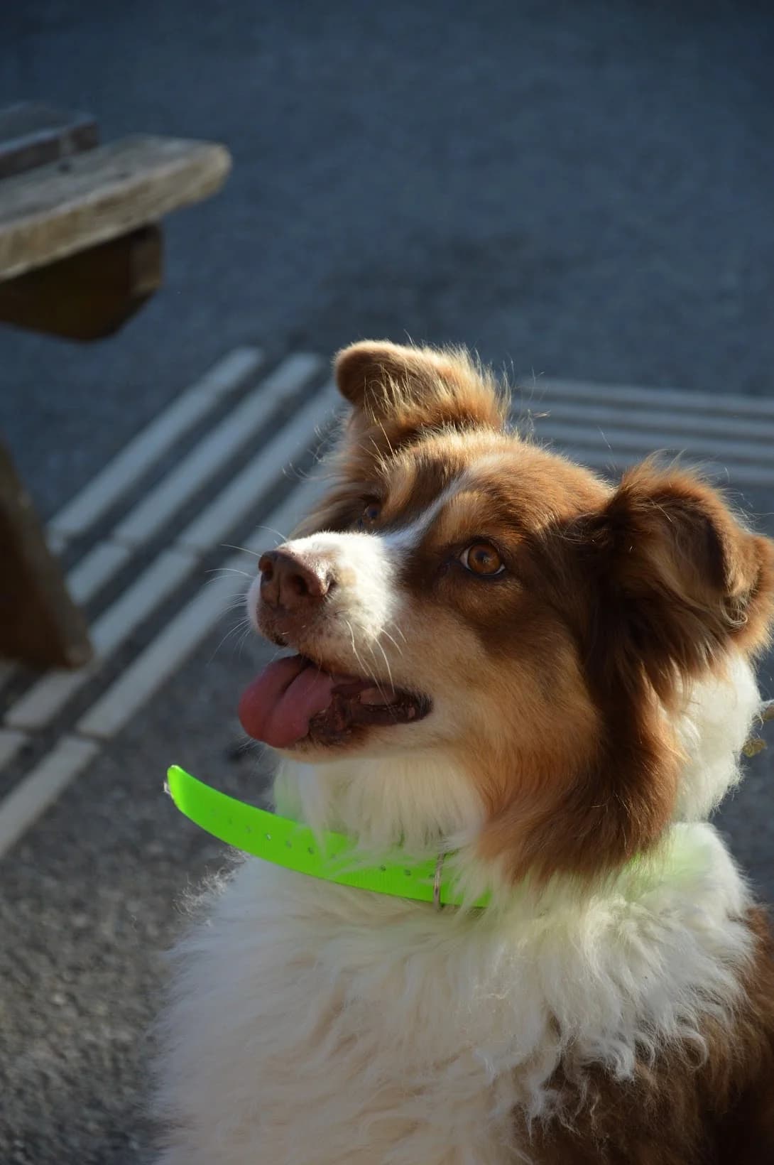 Noisette, female senior Australian Shepherd for adoption at SPA de Besançon