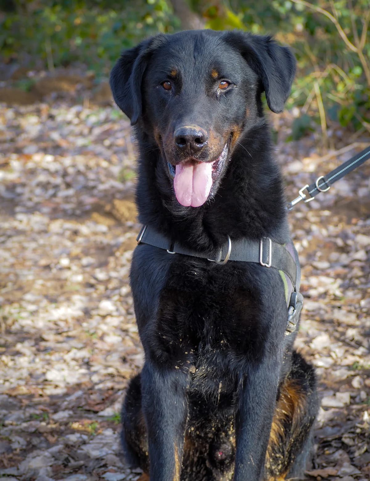 Redjo, male 5yo mixed breed for adoption at SPA de Besançon