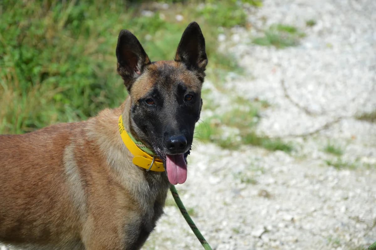 Tessy, female 3yo Belgian Malinois for adoption at SPA de Besançon
