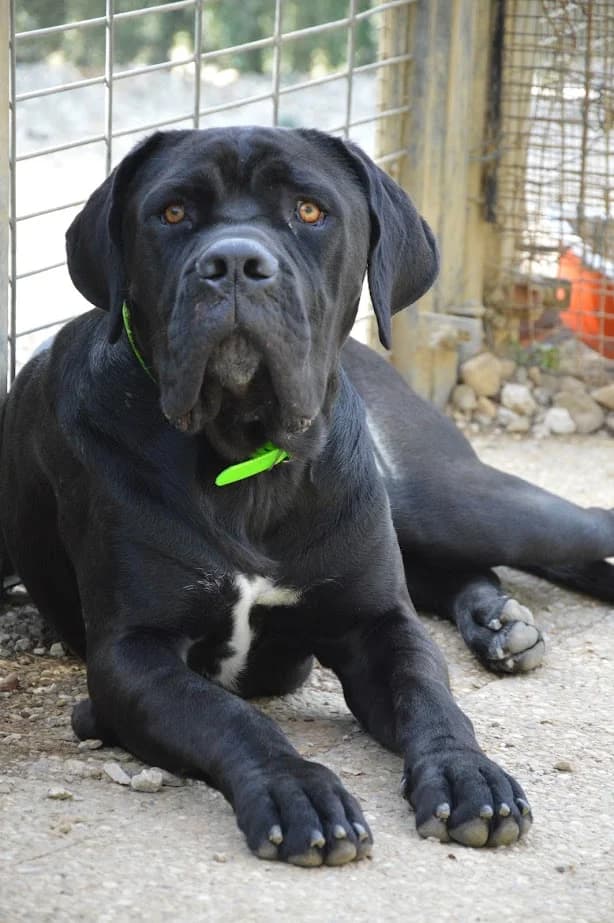 Apache, male young Cane Corso for adoption at SPA de Besançon