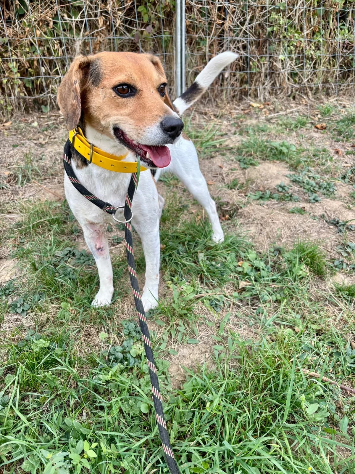 Lilo, female 3yo Beagle for adoption at SPA de Besançon