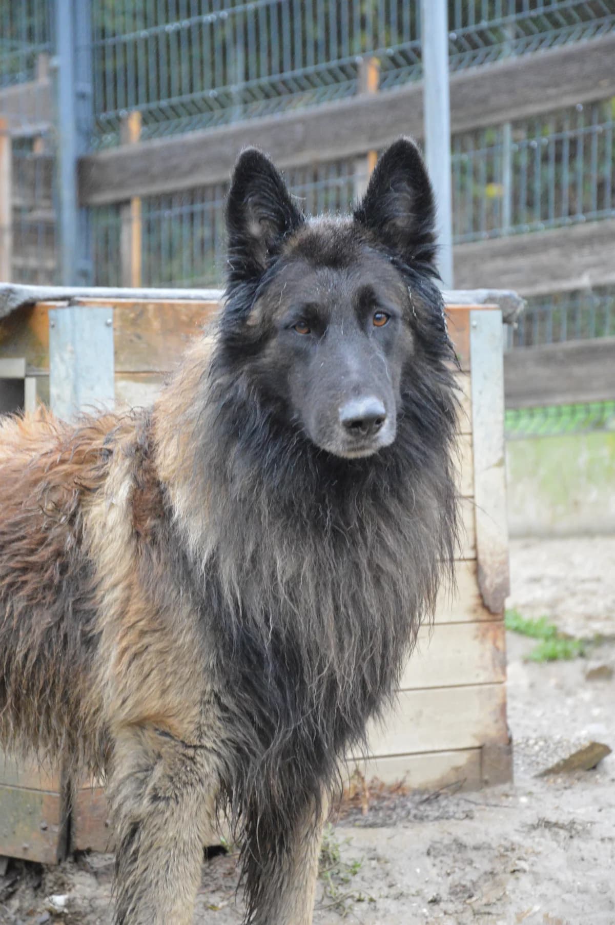 Aslan, male 5yo Belgian Tervuren for adoption at SPA de Besançon