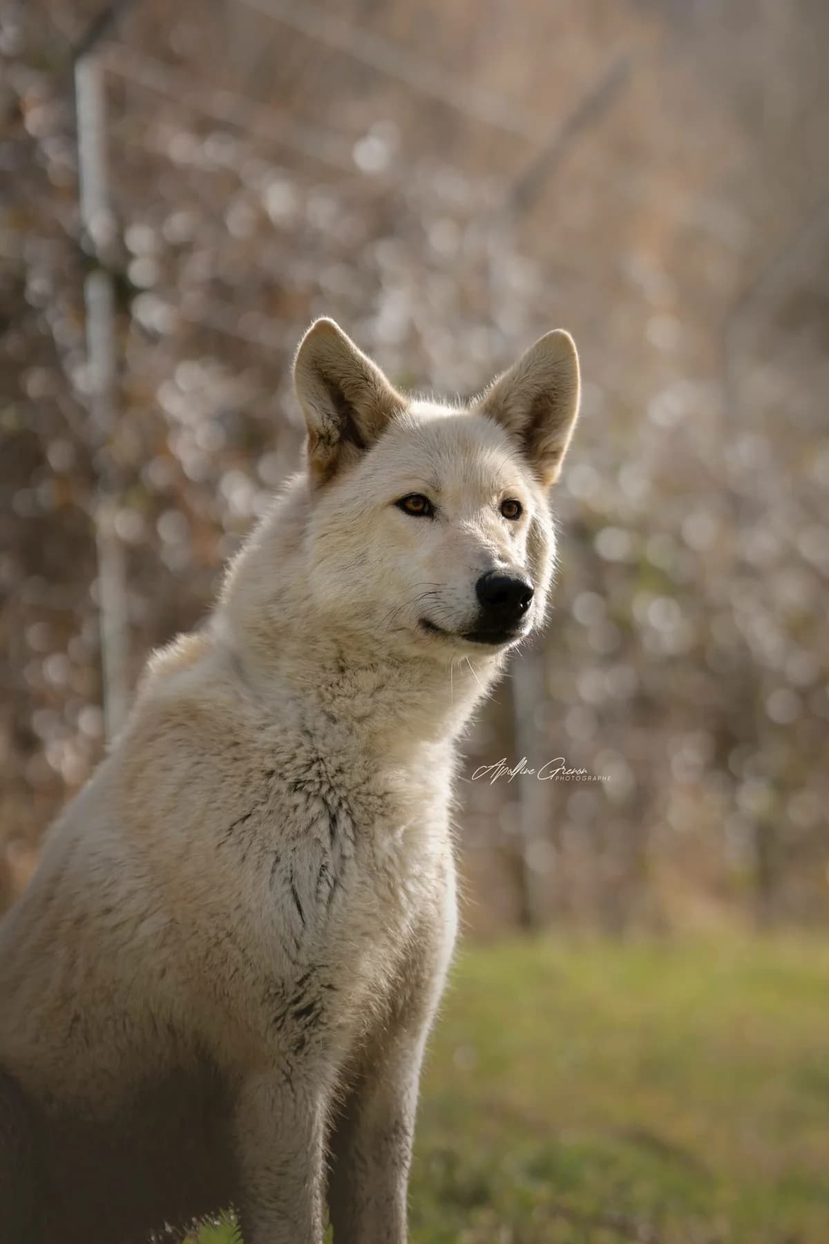 Nymeria, female 7yo mixed breed for adoption at SPA de Besançon